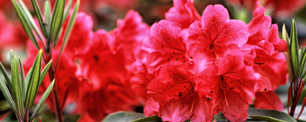 Værd at vide om rododendron