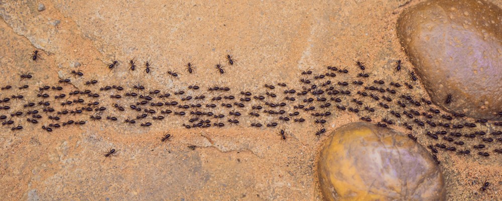 Undgå myrer i sommersæsonen