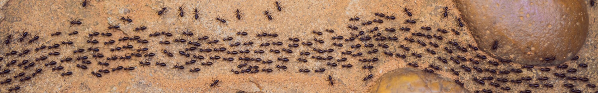 Undgå myrer i sommersæsonen